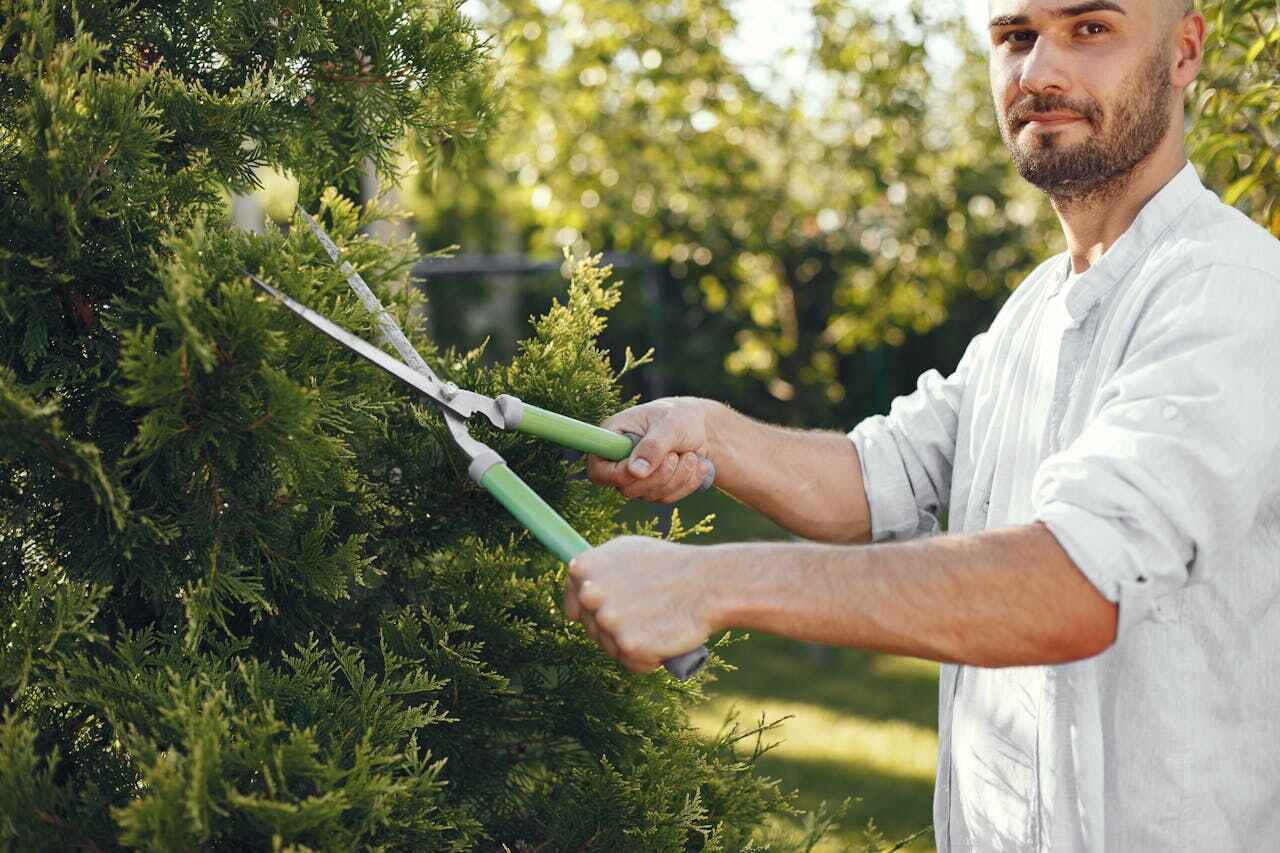 Residential Tree Removal